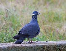 White-collared Pigeon