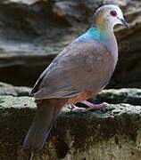 Lemon Dove