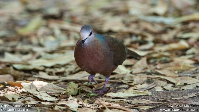 Lemon Dove