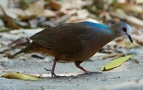 Lemon Dove