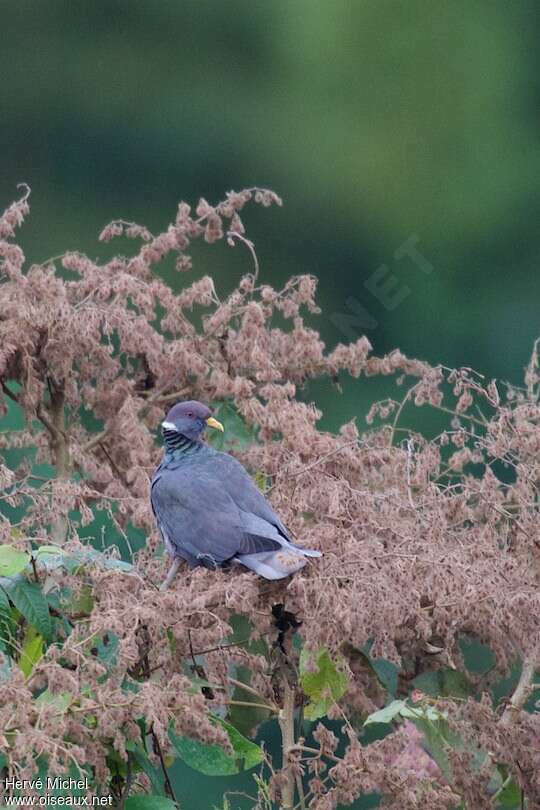 Band-tailed Pigeon, pigmentation