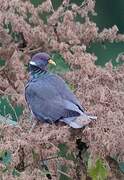 Band-tailed Pigeon