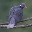 Pigeon à queue barrée