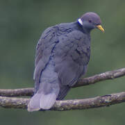 Band-tailed Pigeon