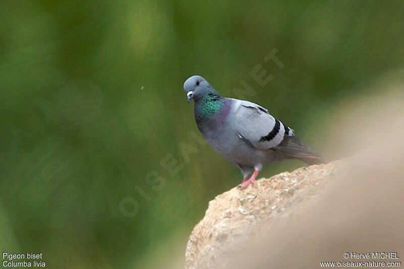 Pigeon bisetadulte, identification