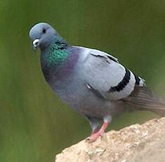 Pigeon biset