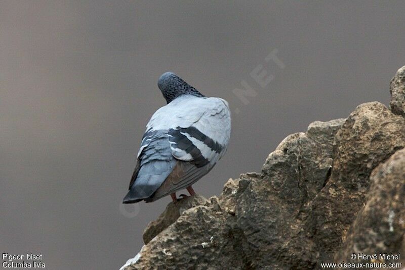 Rock Doveadult, identification