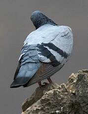 Pigeon biset