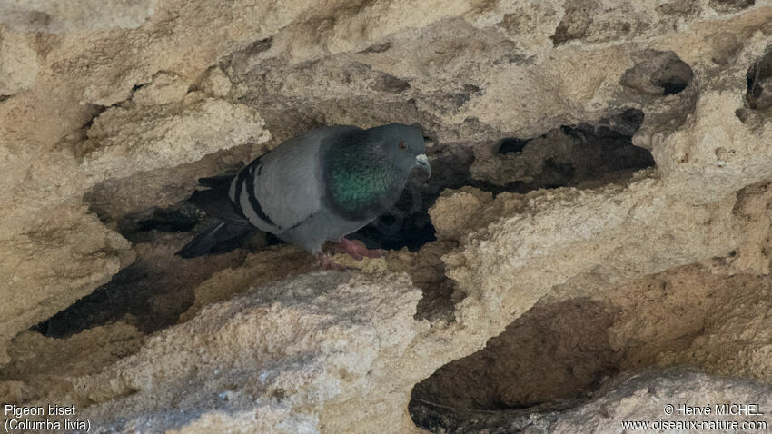 Rock Dove