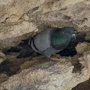 Rock Dove