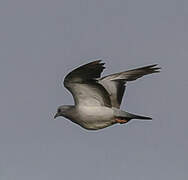 Stock Dove