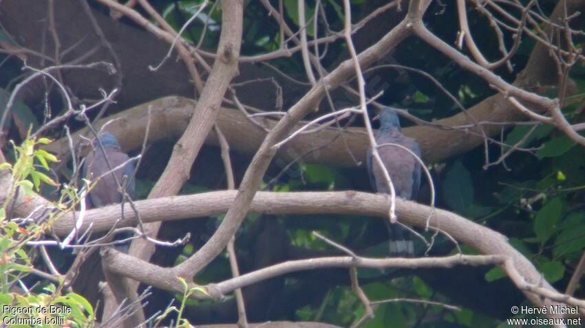 Pigeon de Bolleadulte