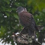 Pigeon de Delegorgue