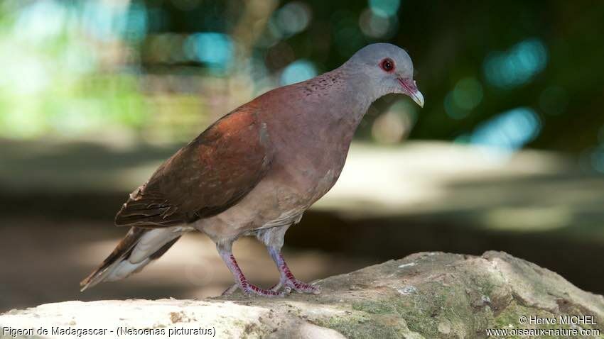 Malagasy Turtle Dove