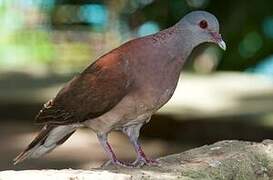 Pigeon de Madagascar