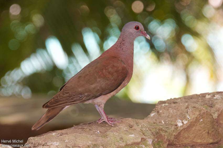 Pigeon de Madagascaradulte, identification