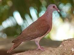 Pigeon de Madagascar