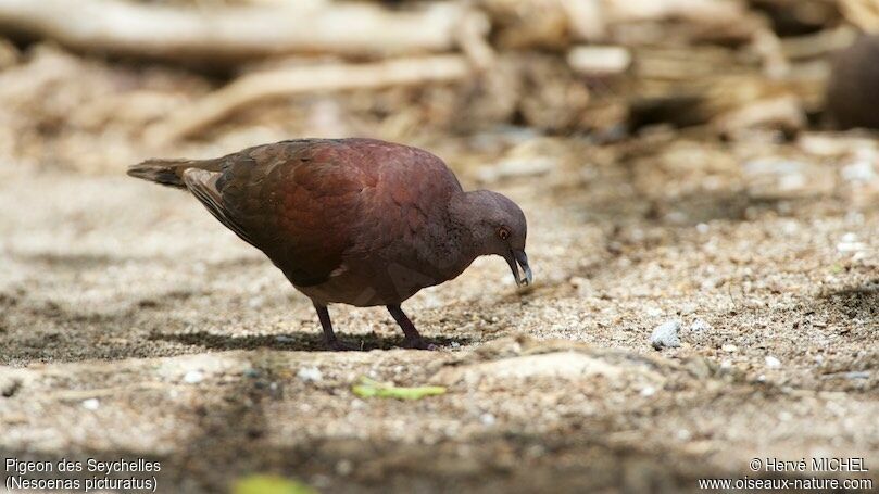 Pigeon de Madagascar