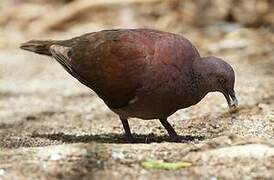 Malagasy Turtle Dove