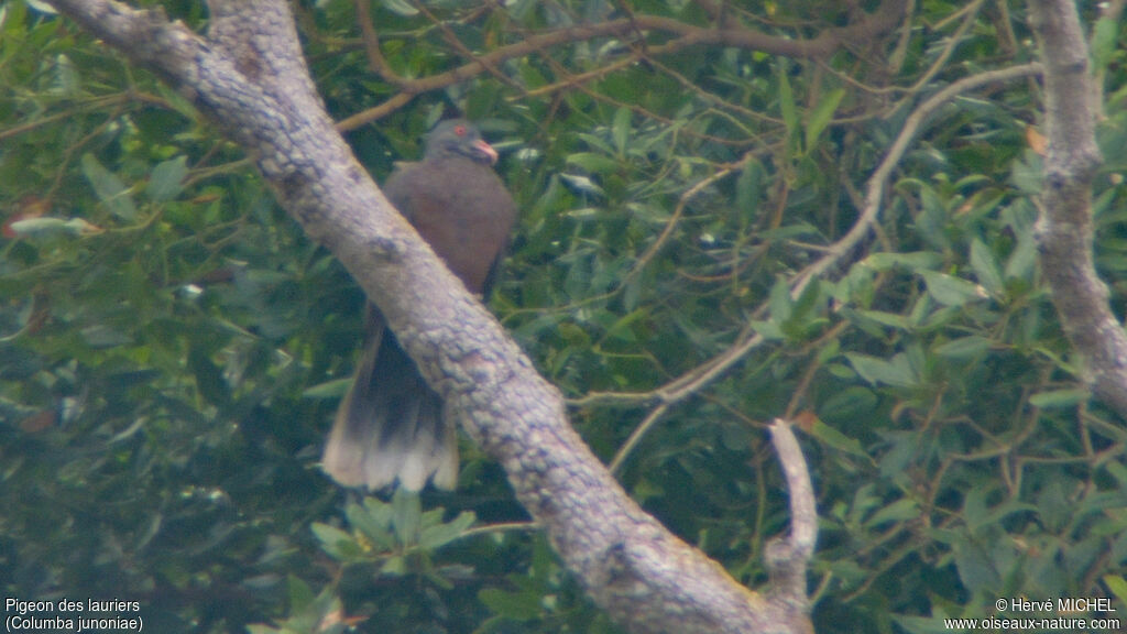 Pigeon des lauriersadulte