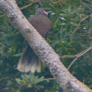 Laurel Pigeon