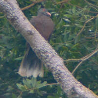 Pigeon des lauriers