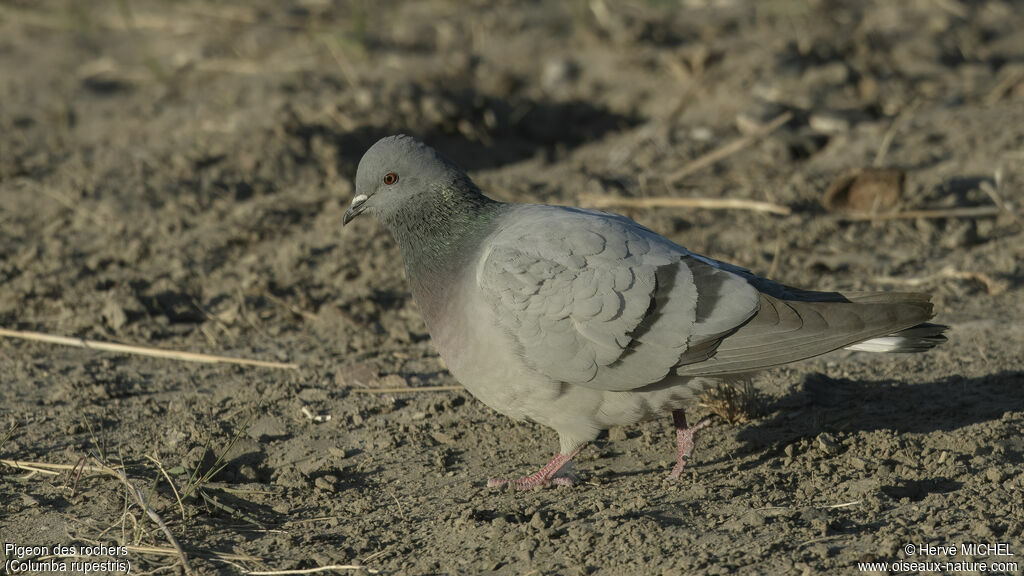 Hill Pigeon male adult