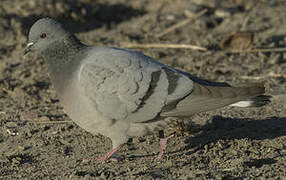 Pigeon des rochers