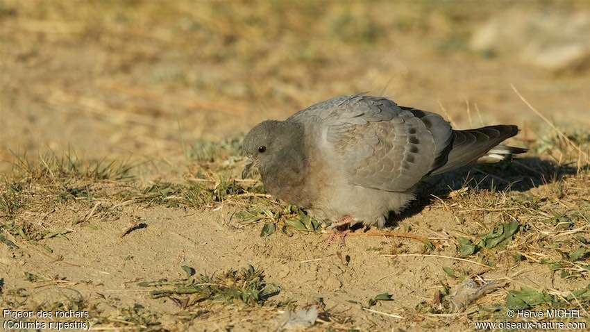 Pigeon des rochers femelle adulte