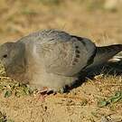Pigeon des rochers