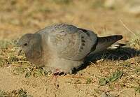 Pigeon des rochers