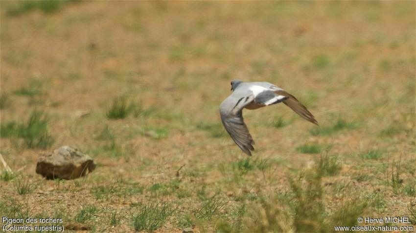 Hill Pigeon