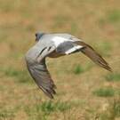 Pigeon des rochers