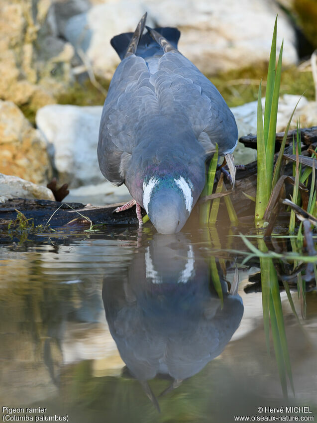 Common Wood Pigeonadult