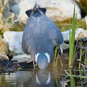 Common Wood Pigeon