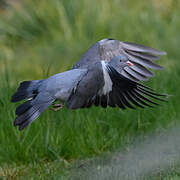 Common Wood Pigeon