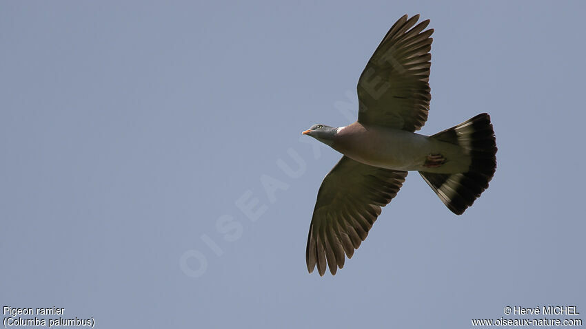 Common Wood Pigeonadult