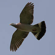 Common Wood Pigeon