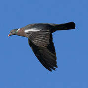 Common Wood Pigeon