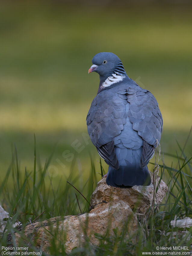 Pigeon ramieradulte