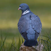 Common Wood Pigeon