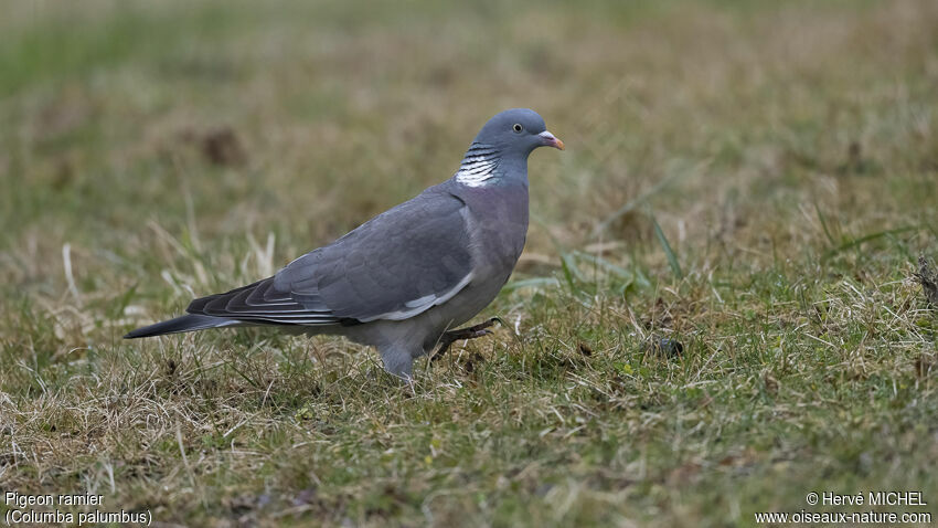 Pigeon ramieradulte