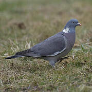 Common Wood Pigeon