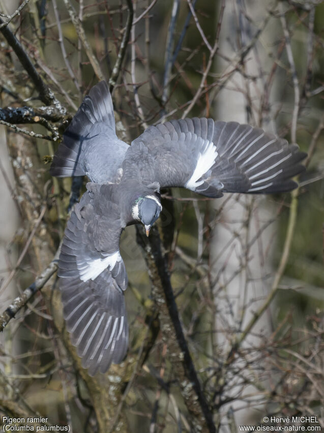 Pigeon ramier