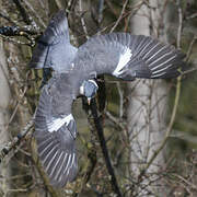 Common Wood Pigeon