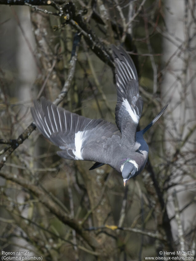 Common Wood Pigeon