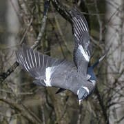 Common Wood Pigeon