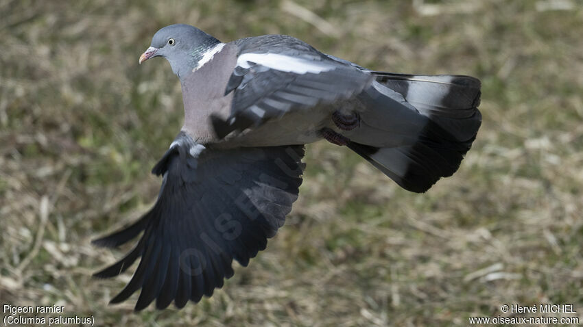 Common Wood Pigeon