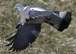 Common Wood Pigeon