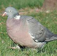 Common Wood Pigeon